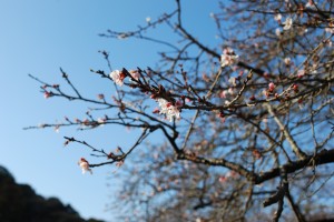 二季桜