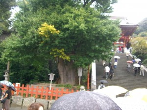 鶴岡八幡宮　大銀杏